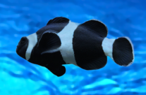 Black clownfish