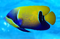 Blue girdled angelfish